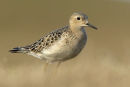 Buff-breasted Sandpiper