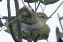 Western Bonelli's Warbler