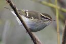 Yellow-browed Warbler