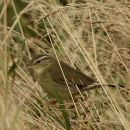 Radde's Warbler