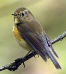Red-flanked Bluetail