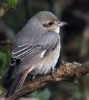Isabelline Shrike.