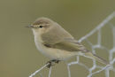 Chiffchaff