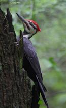 Pileated Woodpecker