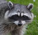 Raccoon