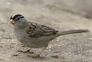 White-crowned Sparrow (Zonotrichia leucophrys)