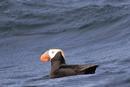 Tufted Puffin (Fratercula cirrhata)