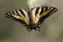 Tiger Swallowtail butterfly (Papilio sp)