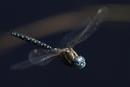 Darner Dragonfly (Aeshna sp)