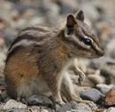 Yellow-pine Chipmunk (Tamais amoenus)