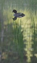 Common Goldeneye (Bucephala clangula)