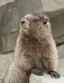 Hoary Marmot (Marmota caligata)