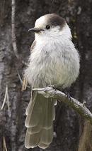 Gray Jay (Perisoreus canadensis)