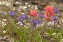 Alpine Meadow plants, including the Common Red Paintbrush (Castilleja miniata).