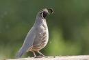 California Quail (Callipepla califronica)