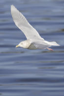 Iceland Gull