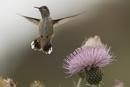 Rufous Hummingbird (Selasphorus rufus)