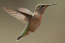 Rufous Hummingbird (Selasphorus ruber)