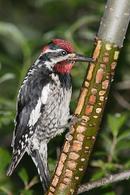 Red-naped Sapsucker (Sphyrapicus nuchalis)
