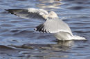 American Herring Gull