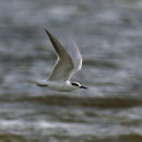 Forster's Tern