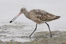 Marbled Godwit