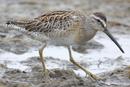 Short-billed Dowitcher