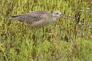 Long-billed Curlew