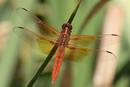 Flame Skimmer