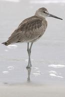 Willet