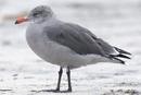 Heermann's Gull