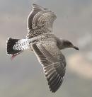 Western Gull