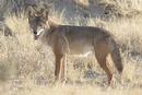 Coyote