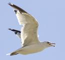 Yellow-footed Gull