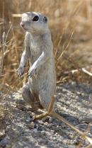 Round-tailed Ground Squirrel