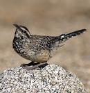 Cactus Wren