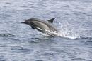 Long-beaked Common Dolphin