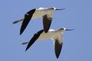 American Avocets