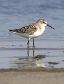 Western Sandpiper