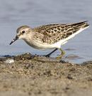 Least Sandpiper
