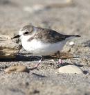 Snowy Plover