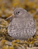 Purple Sandpiper