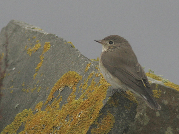 Red-breasted Flycatcher