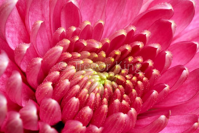 Chrysanthemum