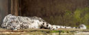 Ref: FA0027 - Snow Leopard