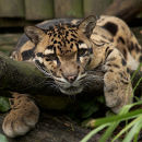 Ref: FA0025 - Clouded Leopard (Harry)