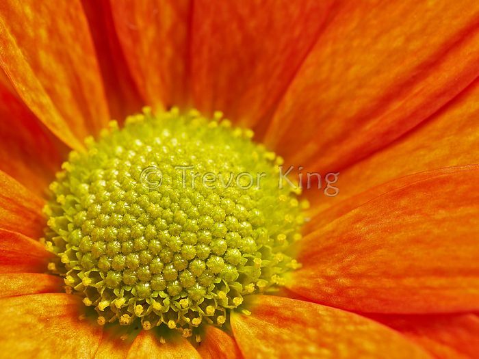 Gerbera