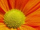 Ref: FL0020 - Gerbera