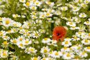 Ref: FL0023 - Lone poppy