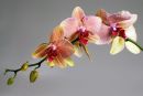 Ref: FL0022 - Orchid (Phalaenopsis)